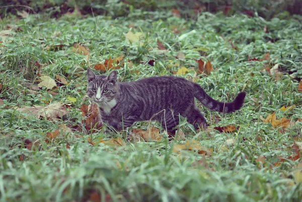 Chat Rayé Gris Sur Herbe Verte Dans Parc Automne — Photo