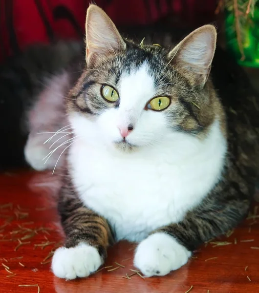 Portrait Green Eyed Cat Sitting Wooden Table Christmas Tree — ストック写真