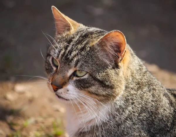 Portrait Chat Aux Yeux Verts Sur Fond Nature — Photo