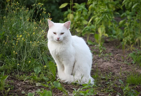 Rolig ung katt — Stockfoto