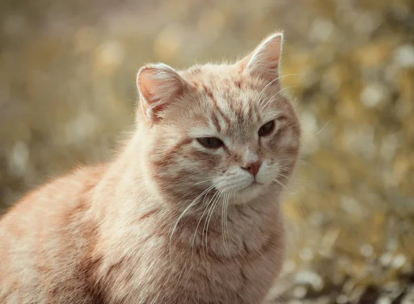 面白いの若い猫 — ストック写真