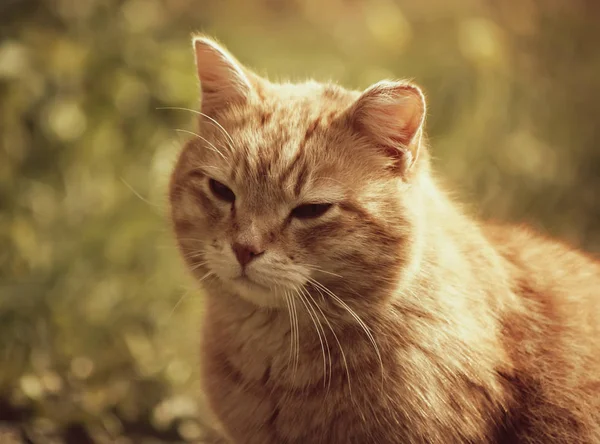 Gato joven divertido — Foto de Stock