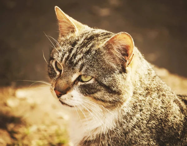 Doğa Arka Planında Yeşil Gözlü Kedi Portresi Klasik Tonlu Resim — Stok fotoğraf
