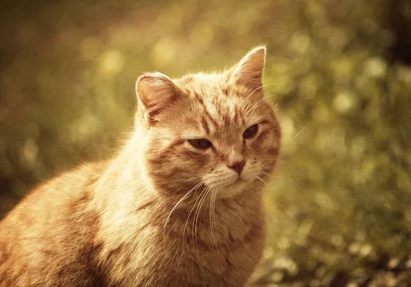 Porträtt Grönögd Katt Natur Bakgrund Vintage Tonad Bild — Stockfoto