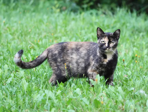Porträt Der Grünäugigen Katze Auf Naturhintergrund — Stockfoto