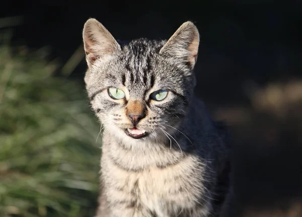 自然を背景にした緑の猫の肖像 — ストック写真