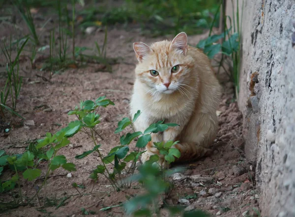 Portrét Zelenooké Kočky Přírodním Pozadí — Stock fotografie
