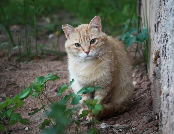 Portrait Green Eyed Cat Nature Background — Stock Photo, Image