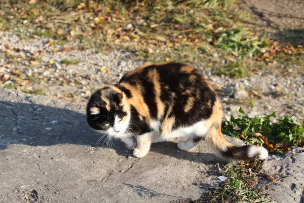 Porträt Der Grünäugigen Katze Auf Naturhintergrund — Stockfoto