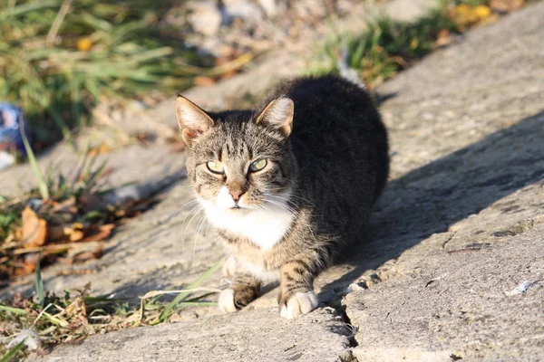 Portrait Green Eyed Cat Nature Background — Stock Photo, Image