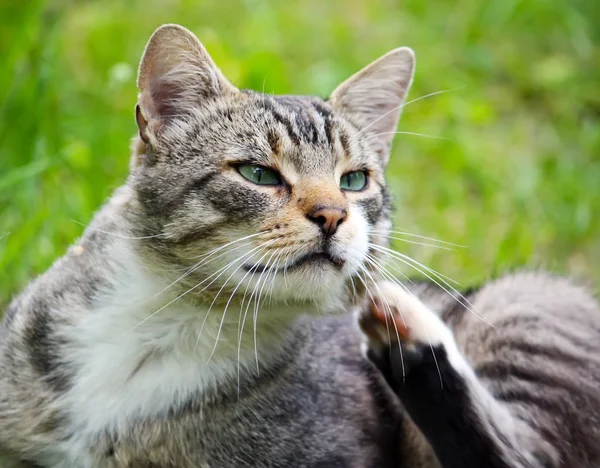 自然を背景にした緑の猫の肖像 — ストック写真