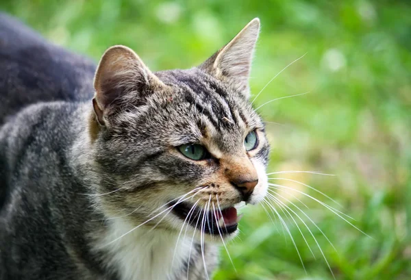 Porträtt Grönögd Katt Natur Bakgrund — Stockfoto