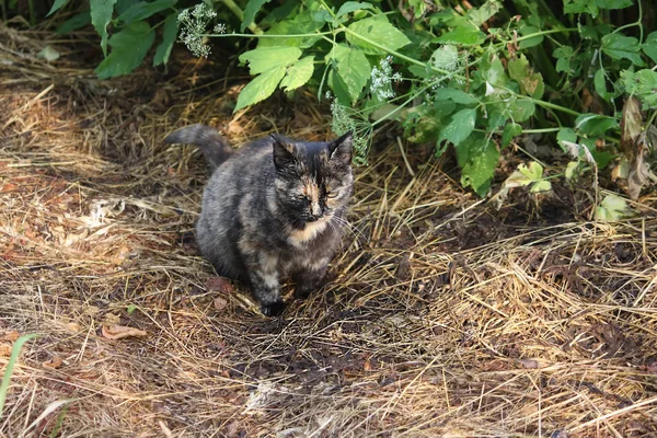 自然を背景にした緑の猫の肖像 — ストック写真