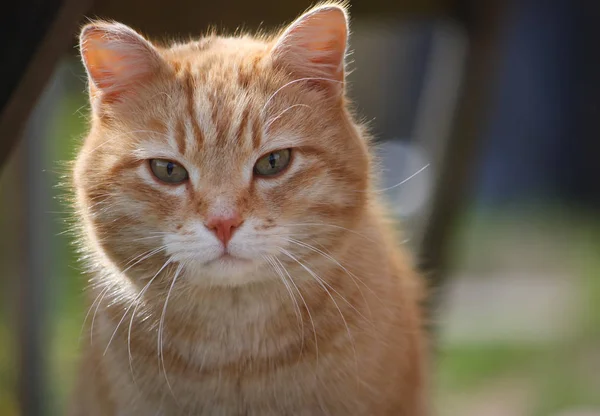 自然を背景にした緑の猫の肖像 — ストック写真