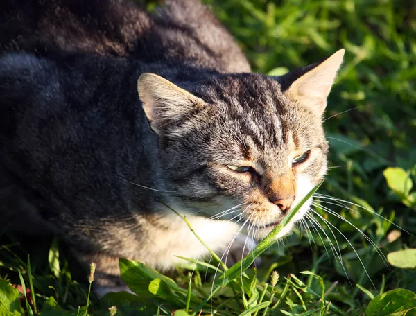 Portrait Green Eyed Cat Nature Background — Stock Photo, Image