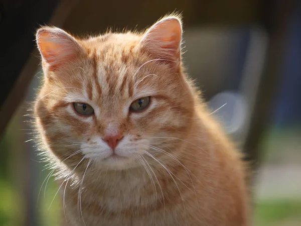 Porträt Einer Grünäugigen Katze Auf Naturhintergrund Vintage Getöntes Image — Stockfoto