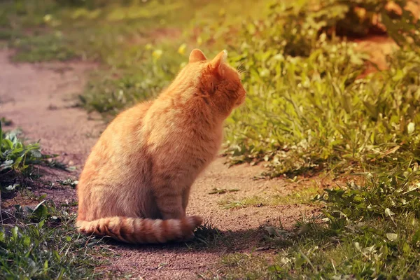 Portrait Green Eyed Cat Nature Background — Stock Photo, Image