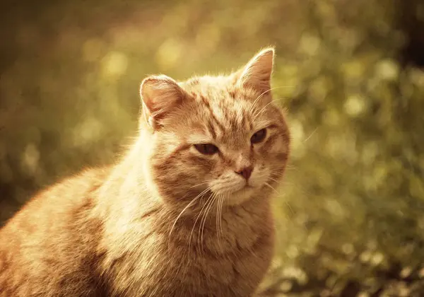 自然を背景にした緑の猫の肖像 — ストック写真