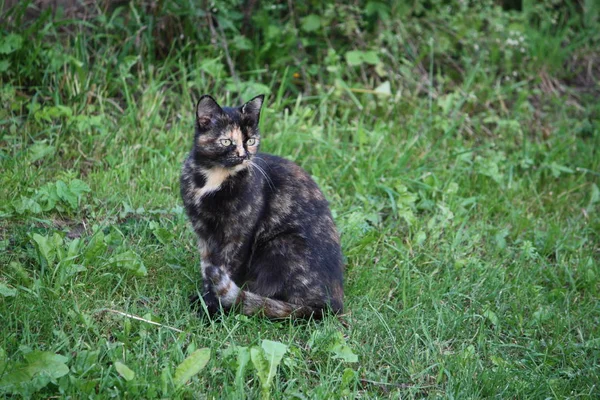 Portrait Green Eyed Cat Nature Background — Stock Photo, Image