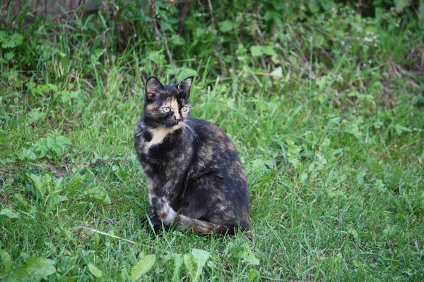 Porträtt Grönögd Katt Natur Bakgrund — Stockfoto