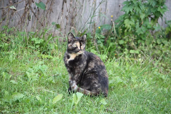 Portrait Green Eyed Cat Nature Background — Stock Photo, Image