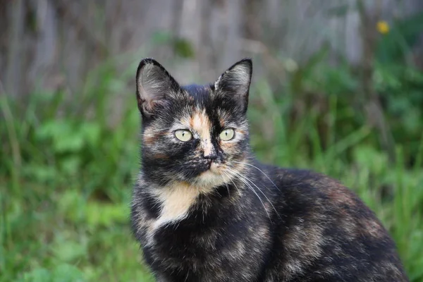 Πορτρέτο Της Γάτας Πράσινα Μάτια Στο Φόντο Της Φύσης — Φωτογραφία Αρχείου