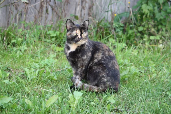 自然を背景にした緑の猫の肖像 — ストック写真