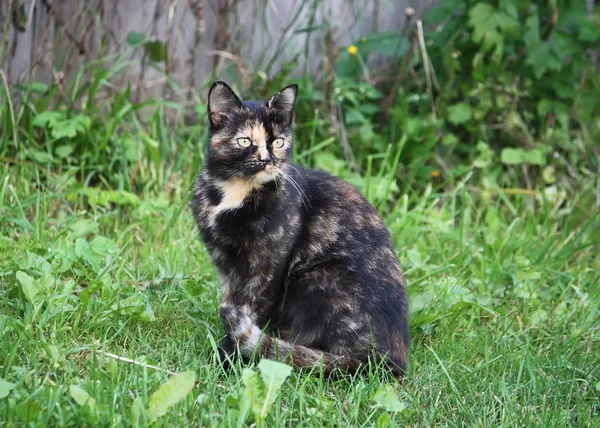 Doğada yeşil gözlü kedinin portresi