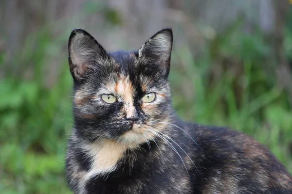 Doğada yeşil gözlü kedinin portresi