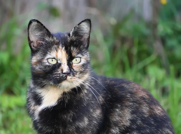 Doğada yeşil gözlü kedinin portresi