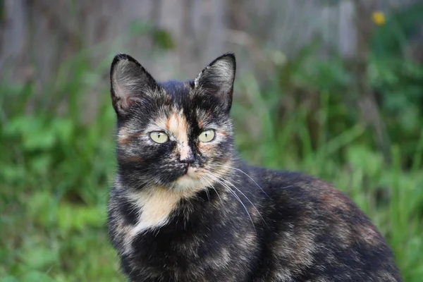 Doğada yeşil gözlü kedinin portresi