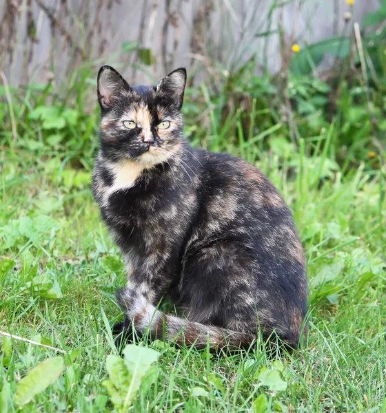 Doğada yeşil gözlü kedinin portresi