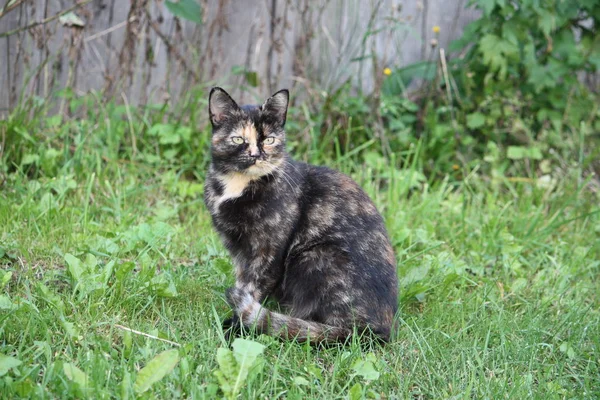 Doğada yeşil gözlü kedinin portresi