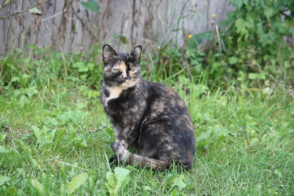 Doğada yeşil gözlü kedinin portresi