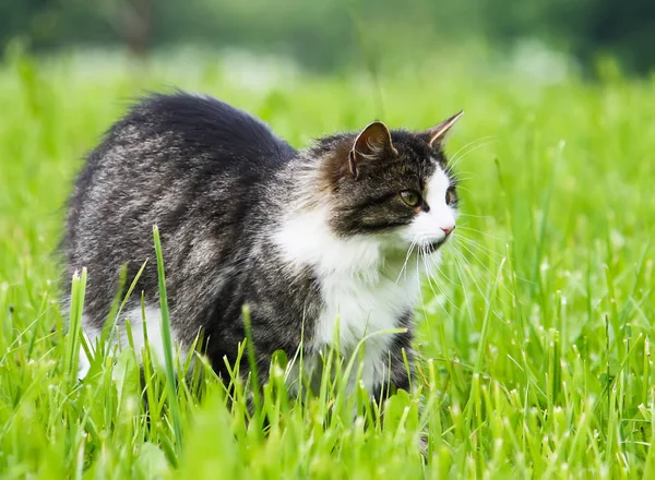 Cat Försvarar Sitt Territorium Fluffy Katt Grönt Gräs Bakgrund — Stockfoto