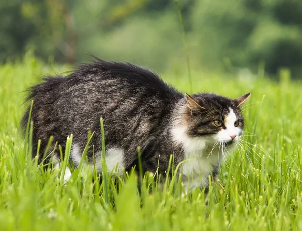Cat Defends Its Territory Fluffy Cat Green Grass Background — Stock Photo, Image