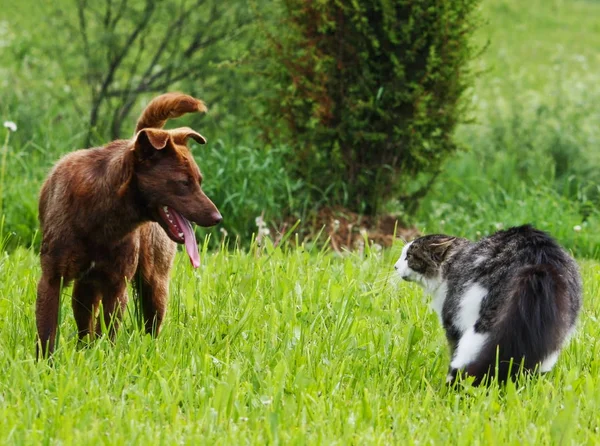 Territoriellt Försvar Katt Och Hund Konflikt Grönt Sommarfält — Stockfoto