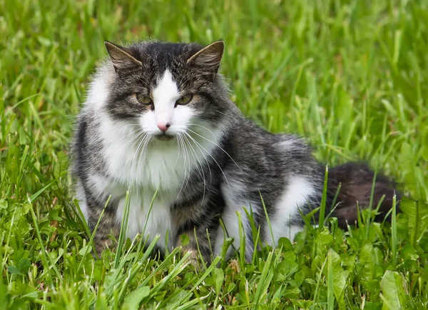 Porträtt Grönögd Katt Natur Bakgrund — Stockfoto