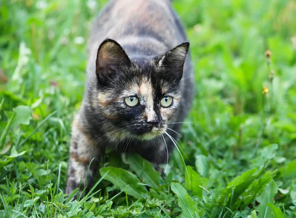 Porträt Der Grünäugigen Katze Auf Naturhintergrund — Stockfoto