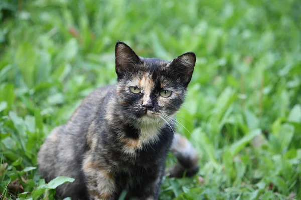 Divertente giovane gatto — Foto Stock