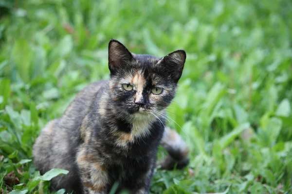 Lustige junge Katze — Stockfoto