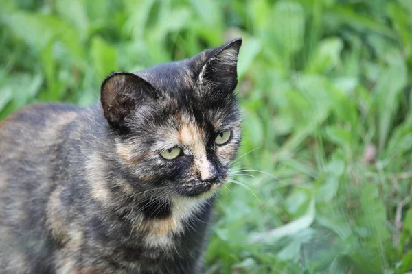 面白いの若い猫 — ストック写真