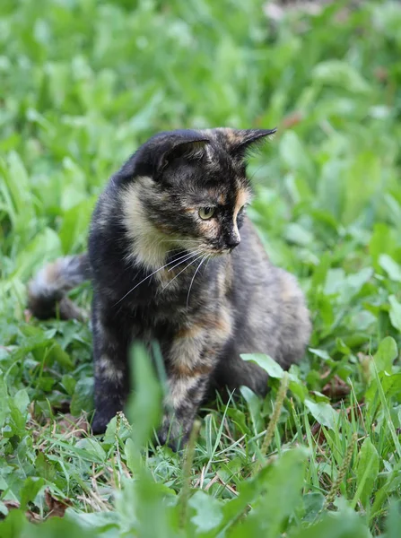 Engraçado jovem gato — Fotografia de Stock