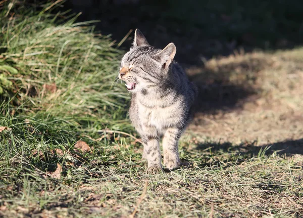 Забавный молодой кот — стоковое фото