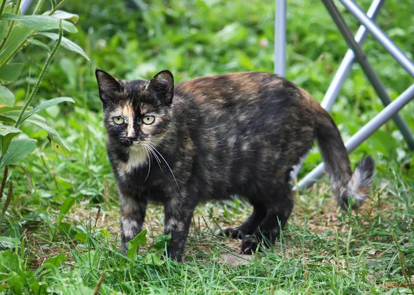 面白いの若い猫 — ストック写真