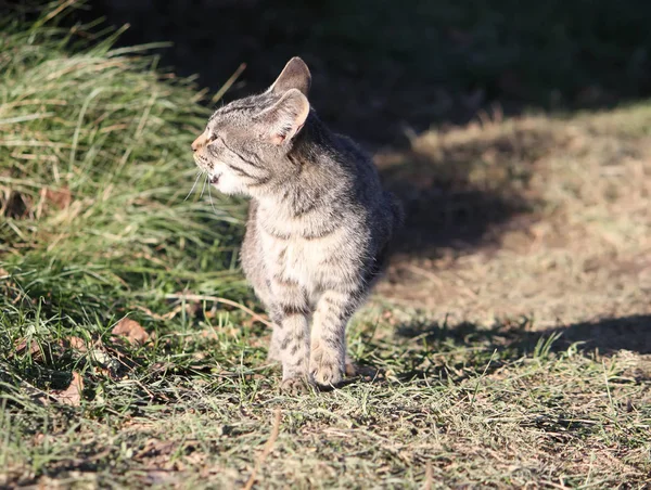 Komik genç kedi — Stok fotoğraf