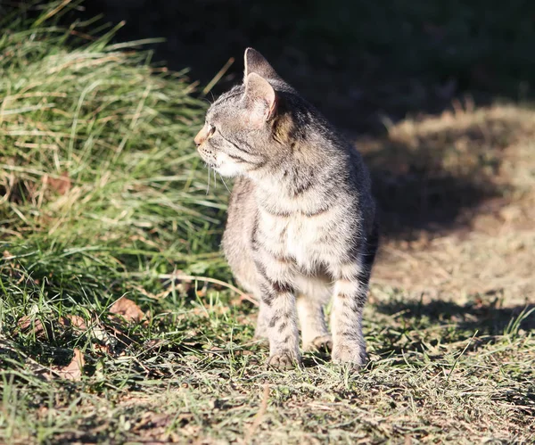 Lustige junge Katze — Stockfoto