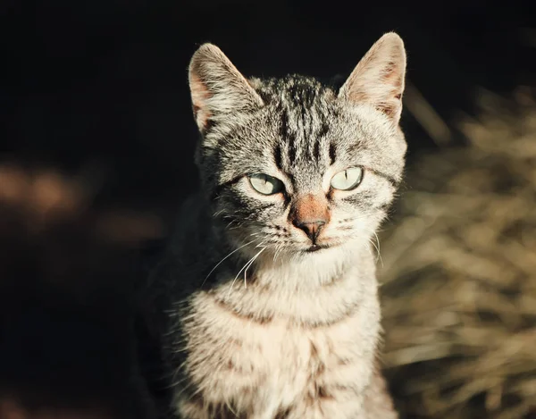 自然を背景にした緑の猫の肖像 — ストック写真