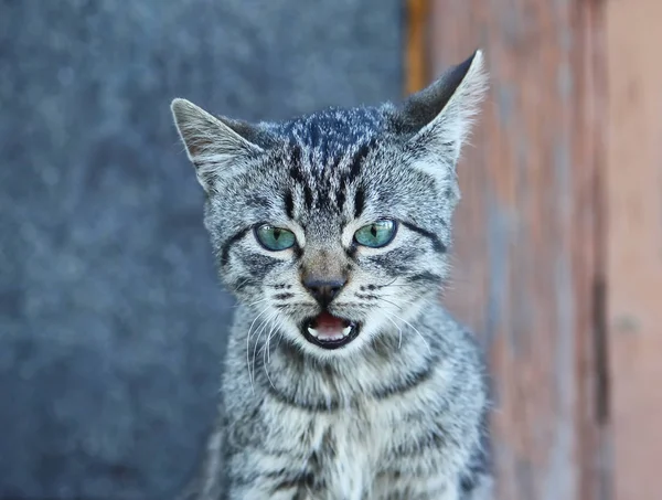 自然を背景にした緑の猫の肖像 — ストック写真