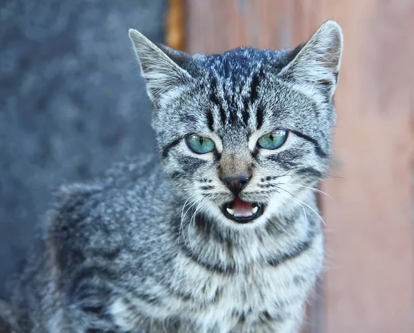 Retrato Gato Ojos Verdes Sobre Fondo Natural —  Fotos de Stock